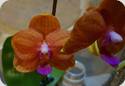 Phal. Allura Mars